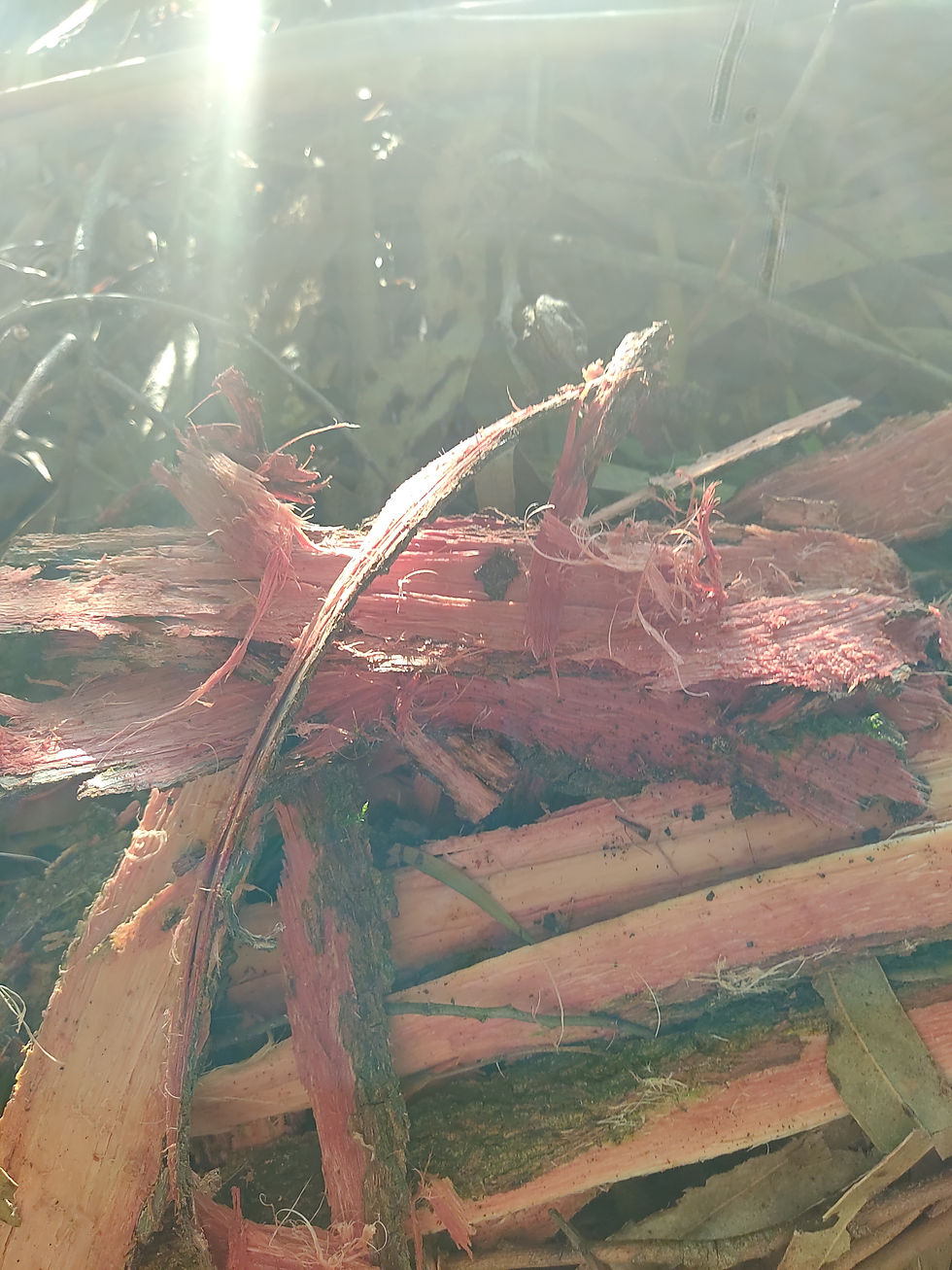 Thumbnail: Acacia Confusa Root bark 1 Kg. from Hawaii kings land