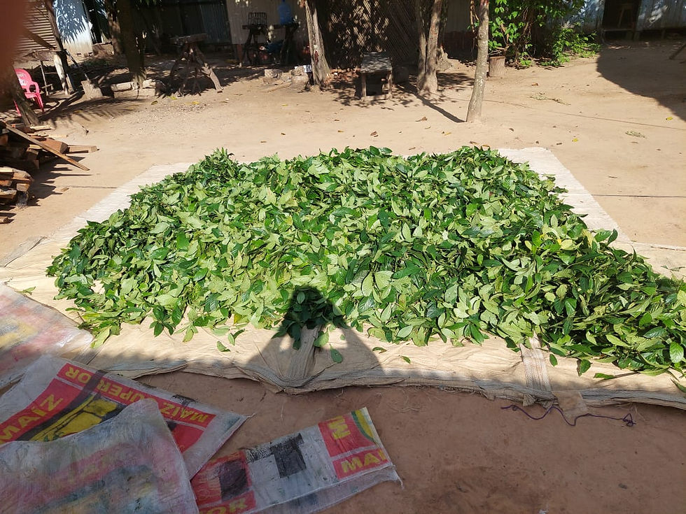 Thumbnail: Coca leaves (Mambe) 2Kg.