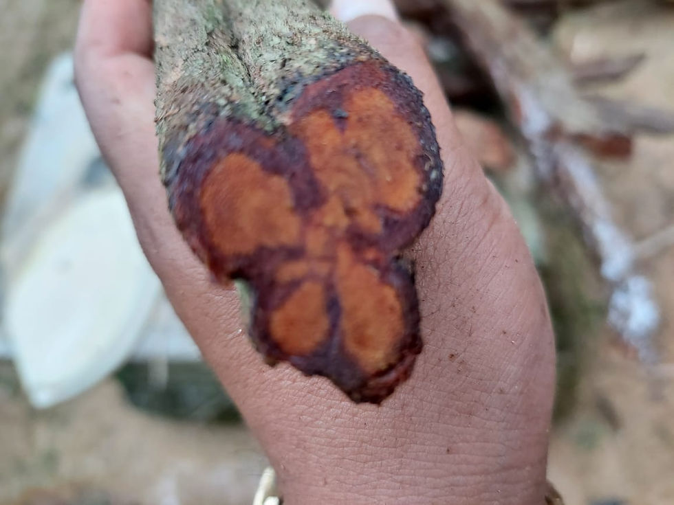 Thumbnail: Caapi Vines - 2 Kg.