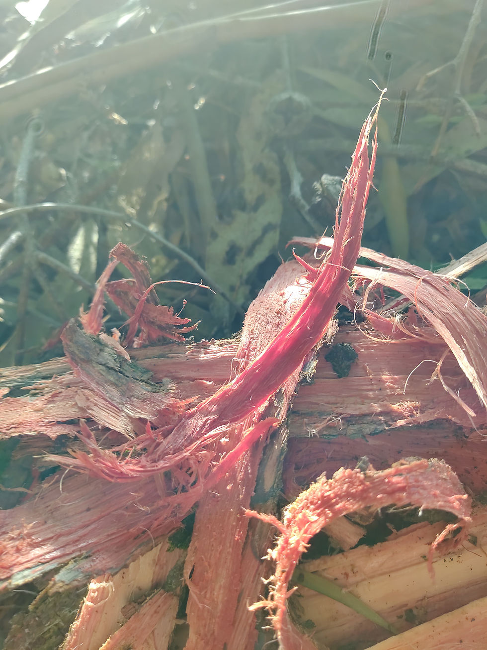 Thumbnail: Acacia Confusa Root bark 1 Kg. from Hawaii kings land