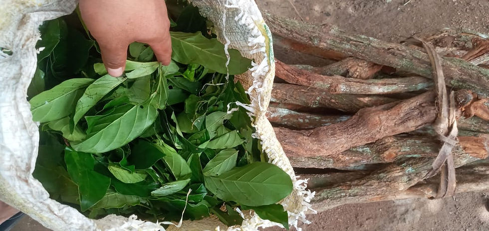 Thumbnail: Chacruna Psychotria viridis