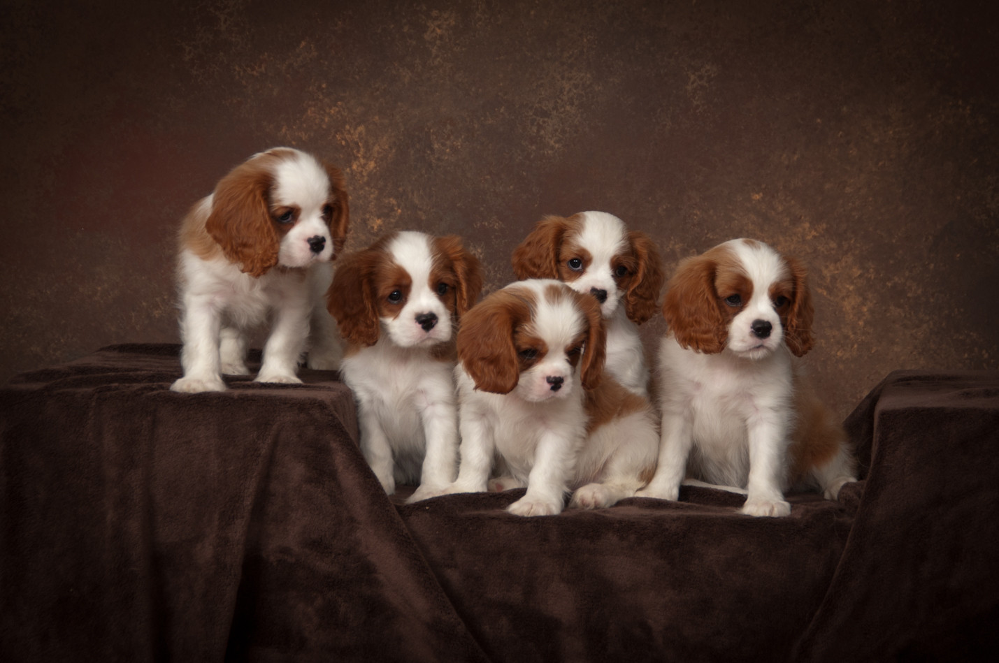 Cavalier puppies in San Diego Top Meadow Cavaliers United States