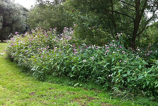 himalayan-balsam-plant-burns-skin-threat
