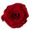 Miniature : Rose Eternelle - Rouge