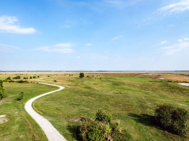 Der Biophilia-Effekt - die Kraft der Natur für positive Veränderung nutzen!