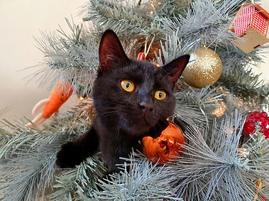 brendan347-cat-6963164_1280.jpg
