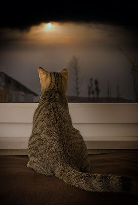 guvo59-cat-4673540_1280.jpg
