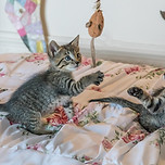 michelle-maria-kittens-1534083_1280.jpg