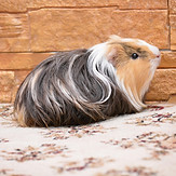katya36-guinea-pig-2146091_1920.jpg