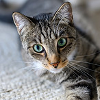 bernhardjaeck-cat-10082073_1920.jpg
