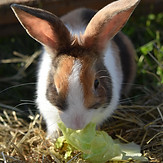 jaclou-dl-rabbit-7259280_1920.jpg