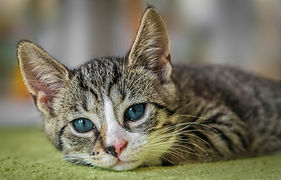 guvo59-european-shorthair-8601492_1920_edited.jpg