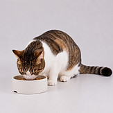 reanzz-cat-10344479_1920.jpg