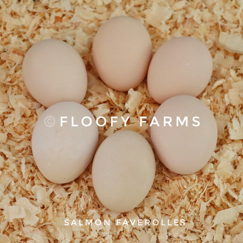 Salmon Faverolles Eggs Floofy Farms