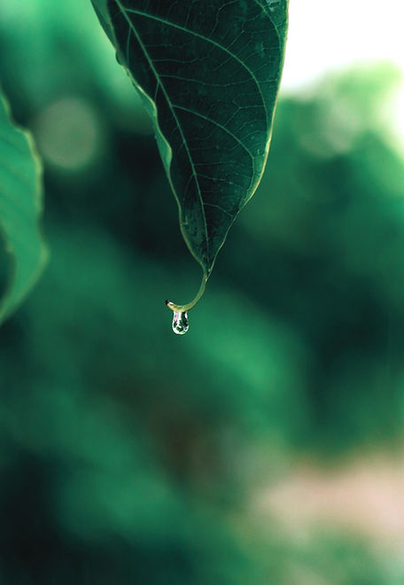 pexels-disha-sheta-596631-2658792_edit.jpg