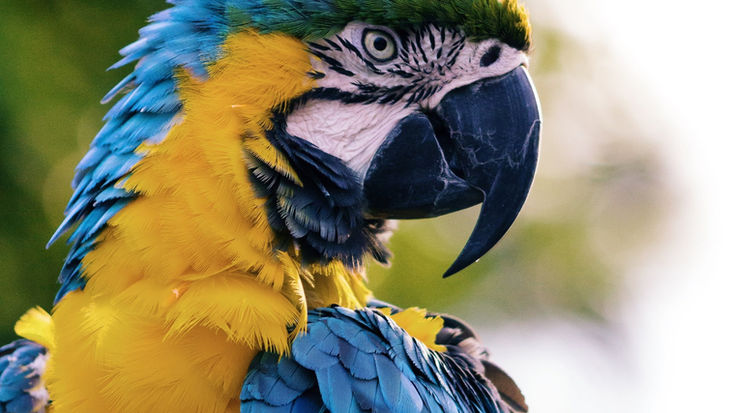 Blue and yellow macaw
