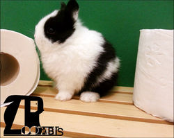 conejito holandes enano zoorabbits