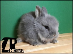 zoorabbits conejo belier mini toy blue (2)