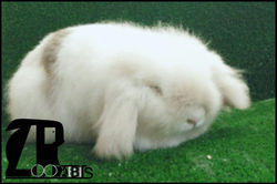 conejo belier pelo largo teddy bear