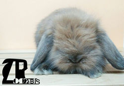 conejo belier pelo largo teddy bear