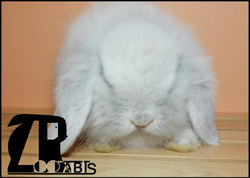 zoorabbits conejo belier teddy bear lop
