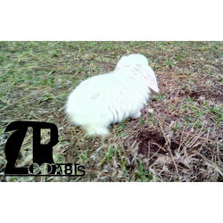zoorabbits conejitos belier