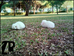 zoorabbits conejitos belier