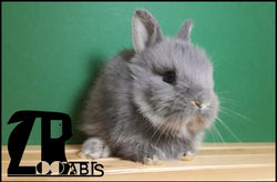 zoorabbits conejo belier mini toy blue