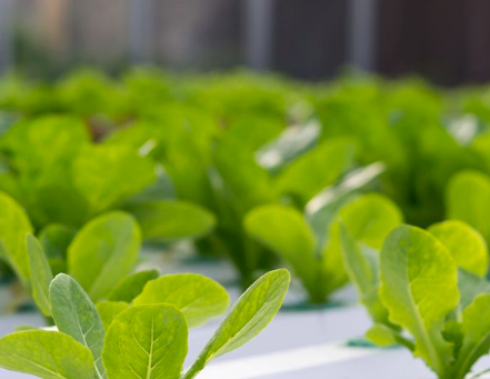 Vision system for Swedish University of Agricultural Sciences​