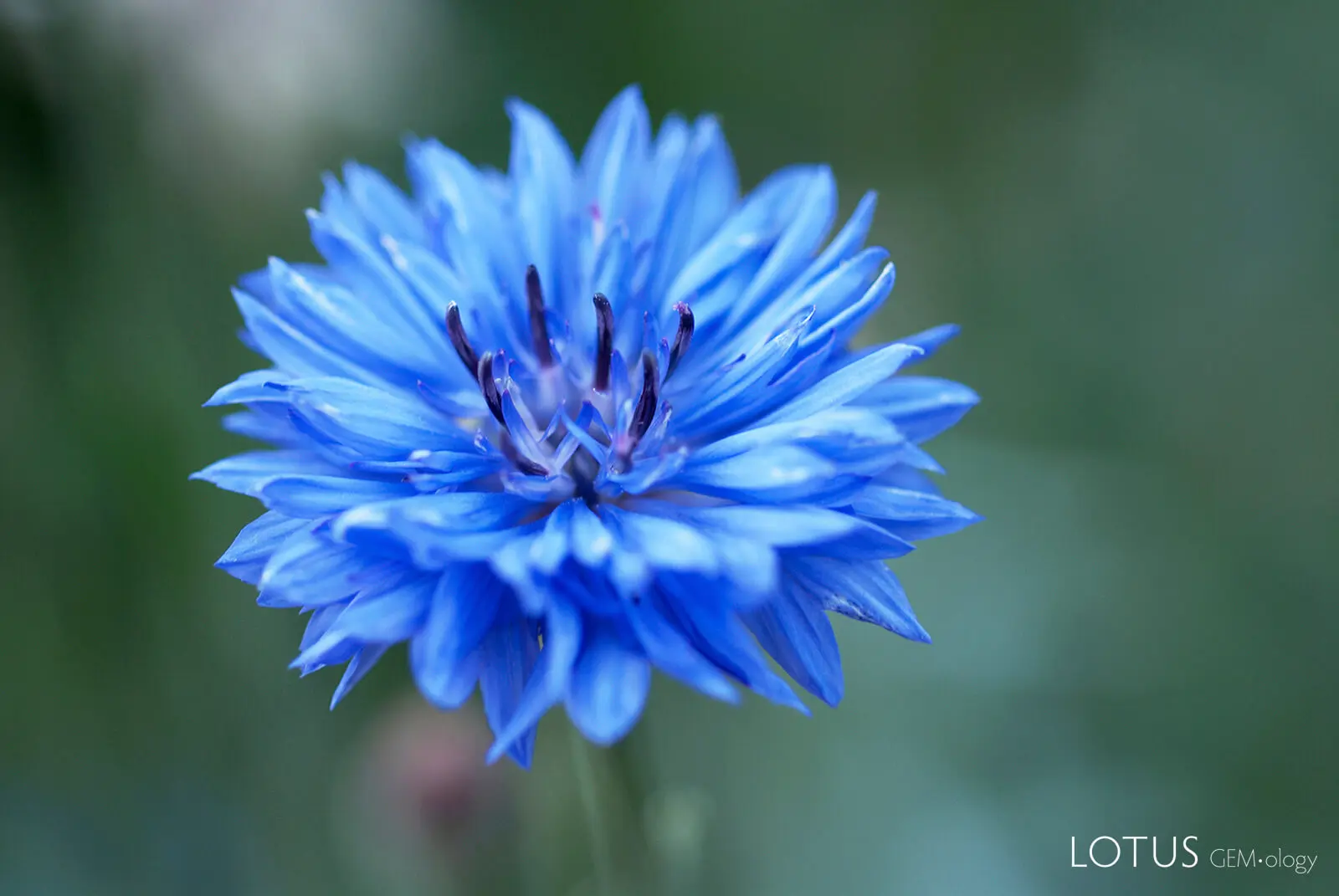 flor de aciano cornflower