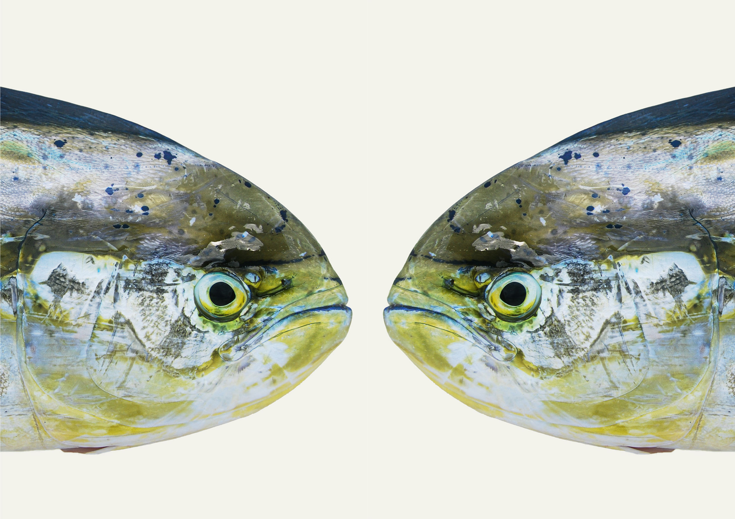 Mahi - Mahi (Cream)