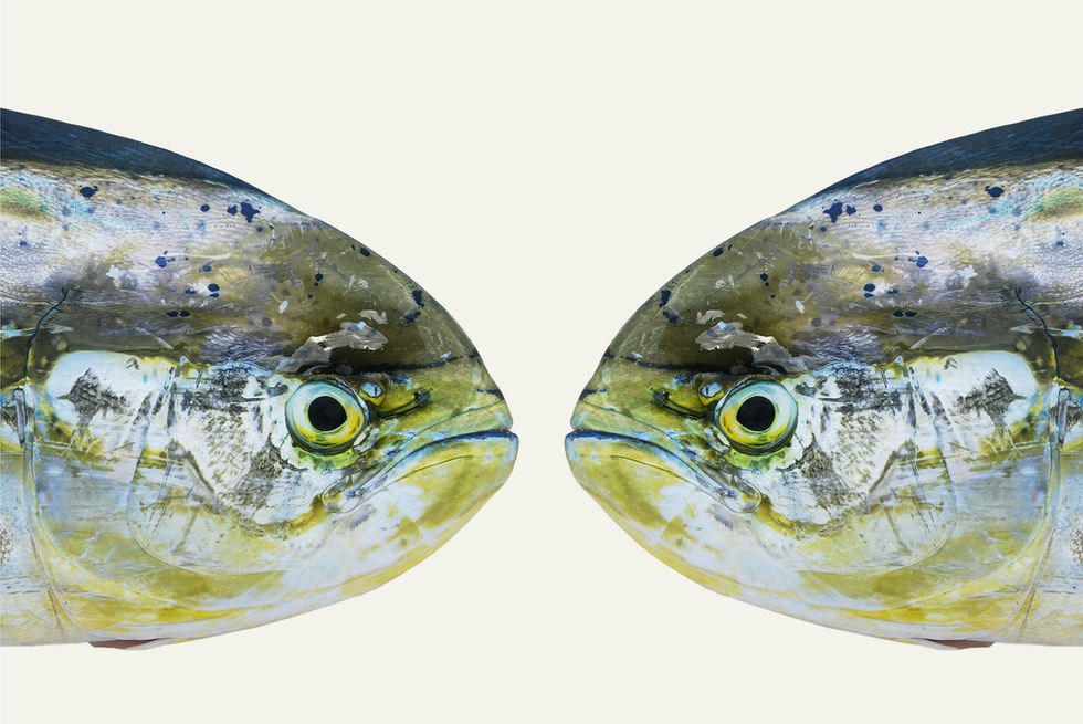 Print of 2 fish on a cream background