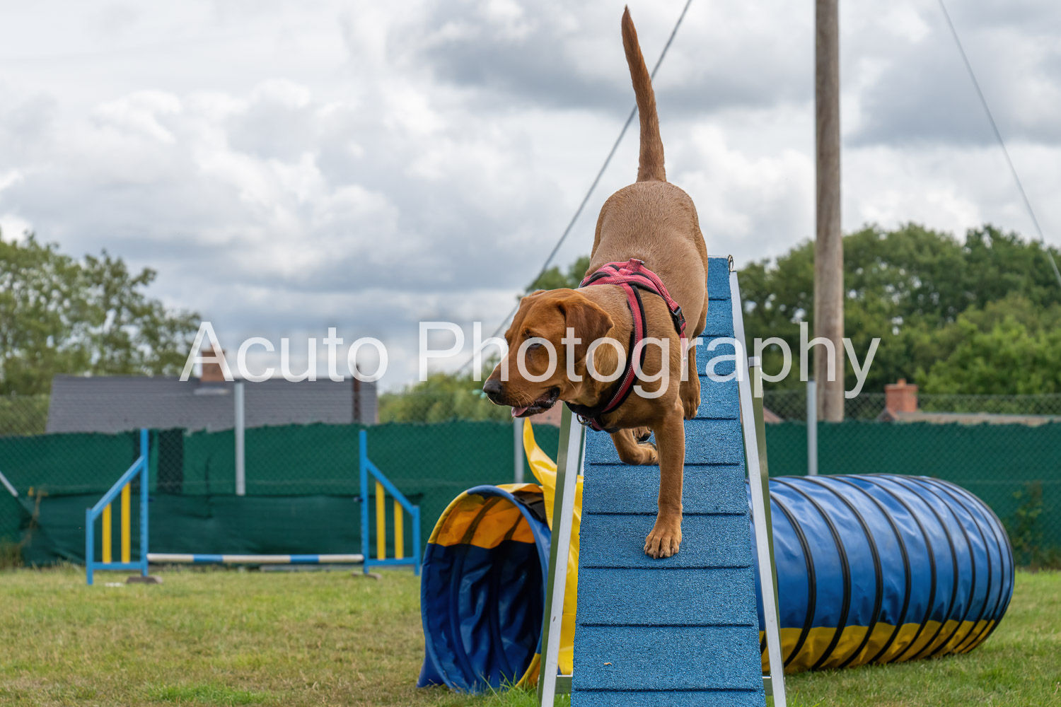 Agility July 23 033