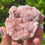Thumbnail: Pink Amethyst Geode #1