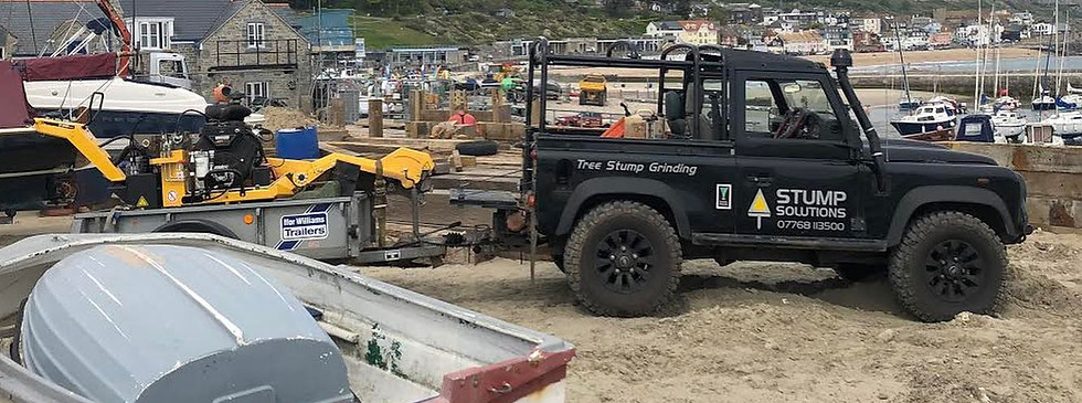 Lyme Regis Stump grinding
