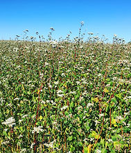 IMG-2908.JPG