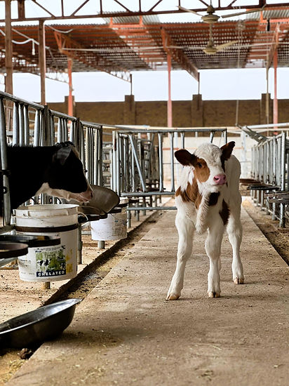 Red and white heifer
