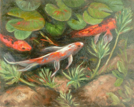 Koi fish swim among lily pads