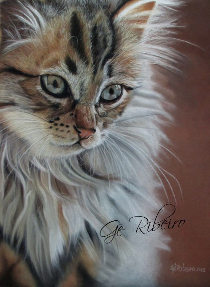 Olhar Felino