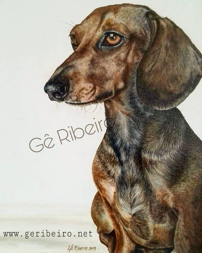 Dachshund