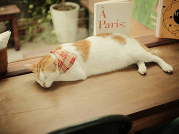 What “Luxury” Really Means for Cats