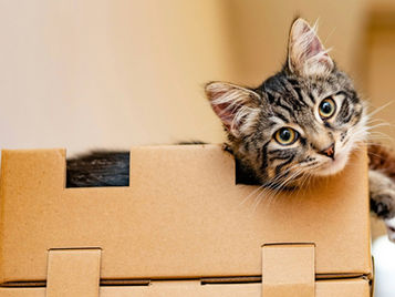 How Long Can Cats Stay at Boarding, Really?