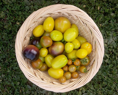 solanum lycopersicum _ fruits