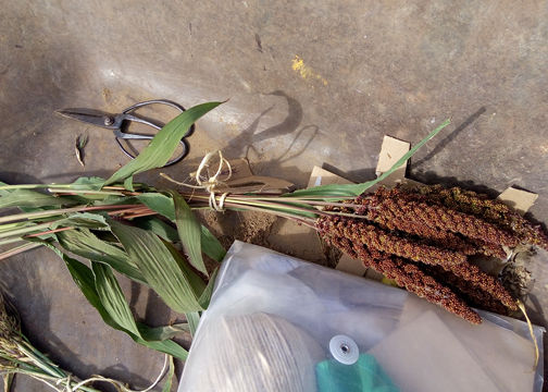 Thumbnail: Millet, HELL'S CANYON 