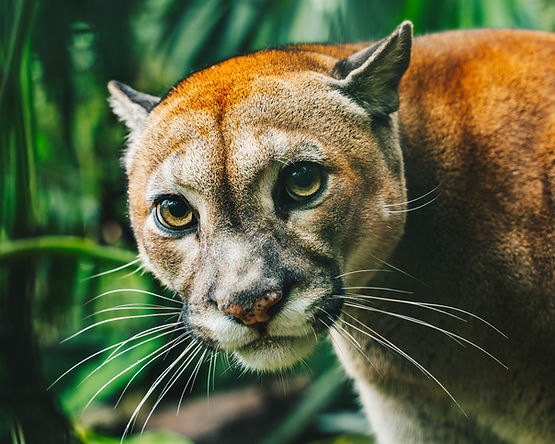 Puma en un centro de rehabilitación de fauna silvestre en Ecuador