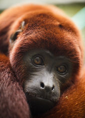 Singe hurleur roux en Amazonie équatorienne.