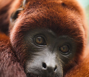 Primate sauvage pris en charge par un centre de sauvegarde et de réhabilitation