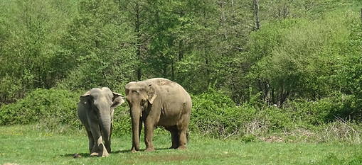 gandhi-and-delhi-at-elephant-haven