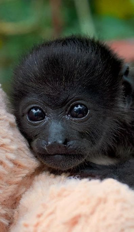 visage d'un singe hurleur du Costa Rica
