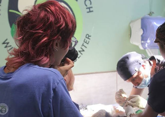 Un stagiaire entrain de photographier une intervention vétérinaire lors de son stage en marketing digital au Costa Rica